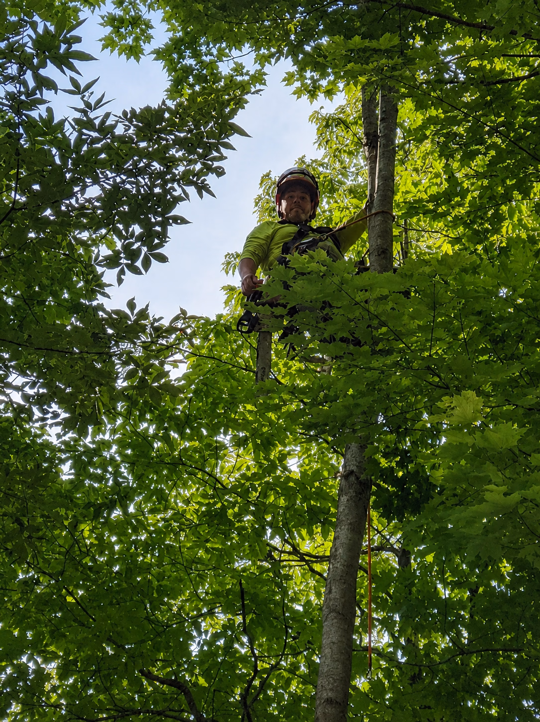 Man wearing helmet and safety gear climbing a tree surrounded by green leaves against blue sky.