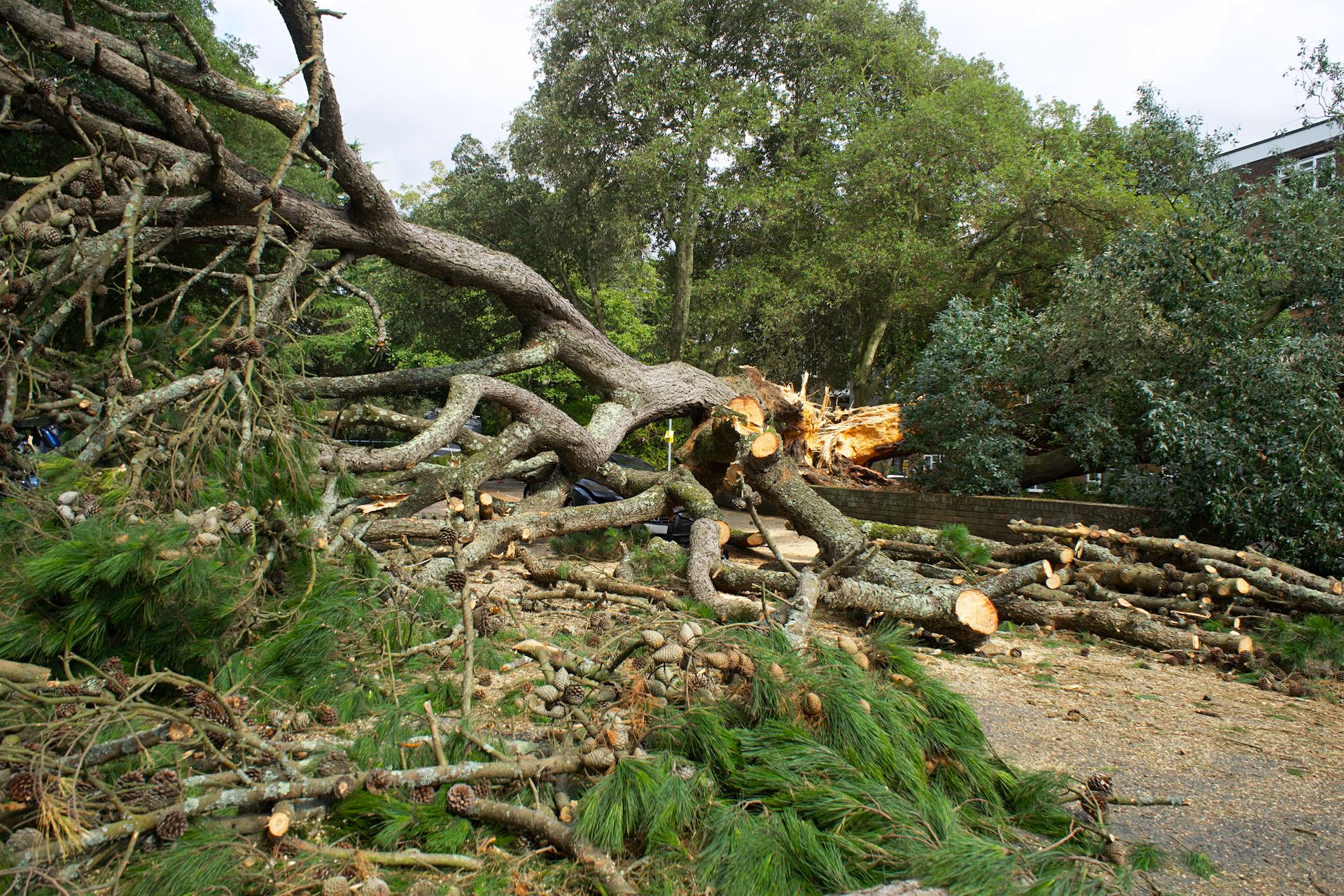 Large fallen tree with branches and pine cones lying across a pathway and blocking the area.
