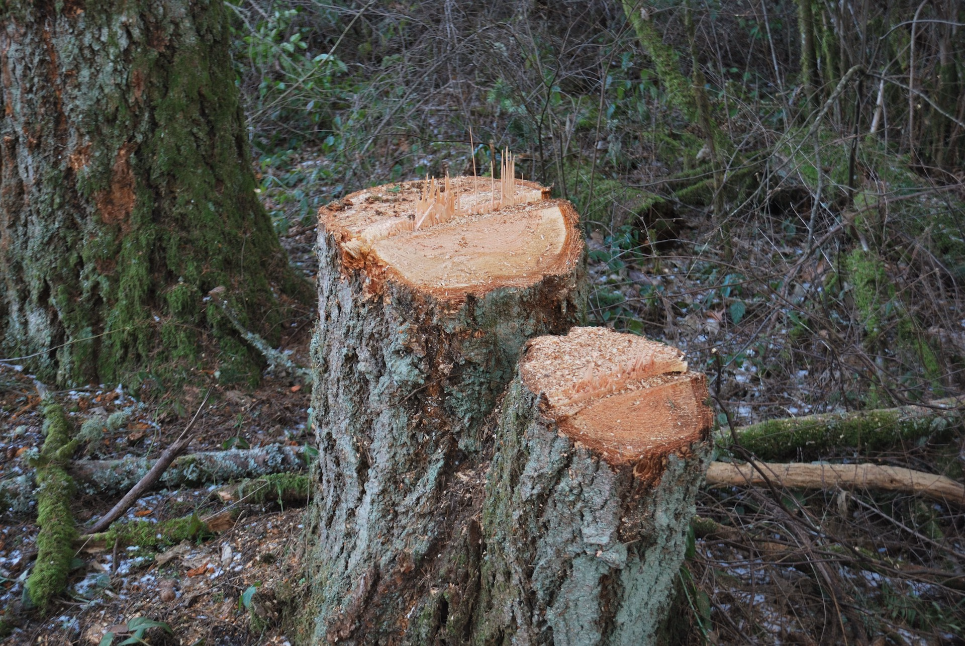 Two freshly cut tree stumps in a mossy forest with wood spikes emerging from the cuts.
