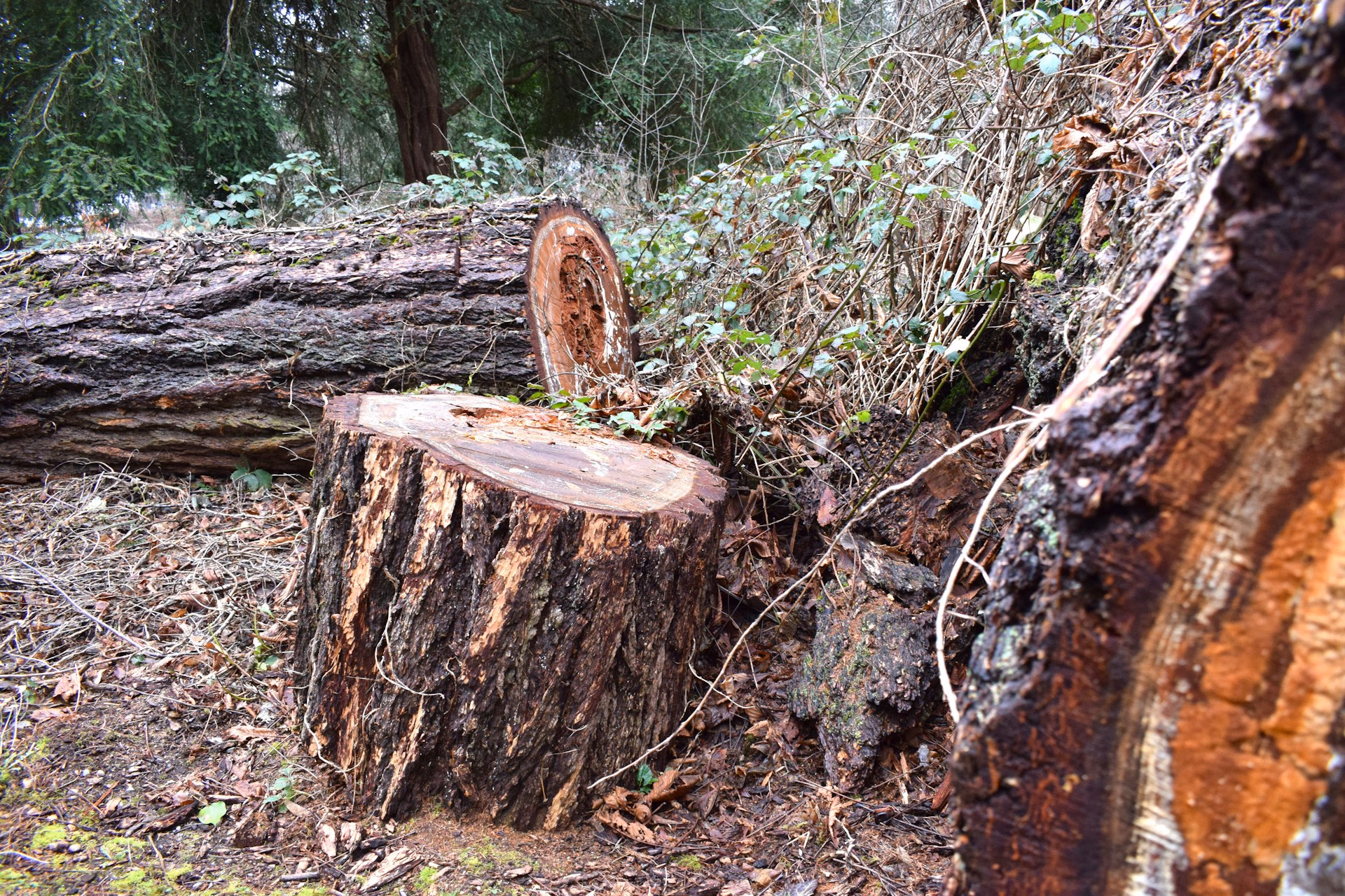 Cut tree stump and fallen logs on forest floor covered with leaves and small plants.