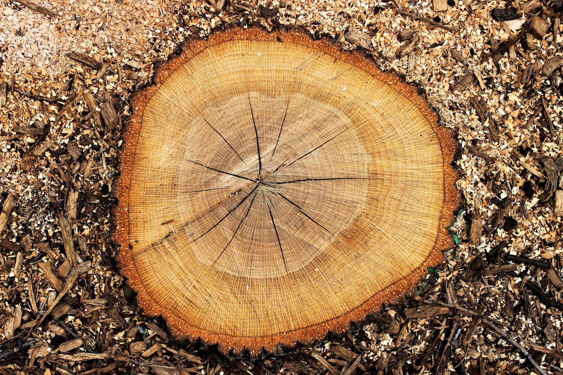 Close-up of a tree stump with visible rings surrounded by wood chips and bark mulch.