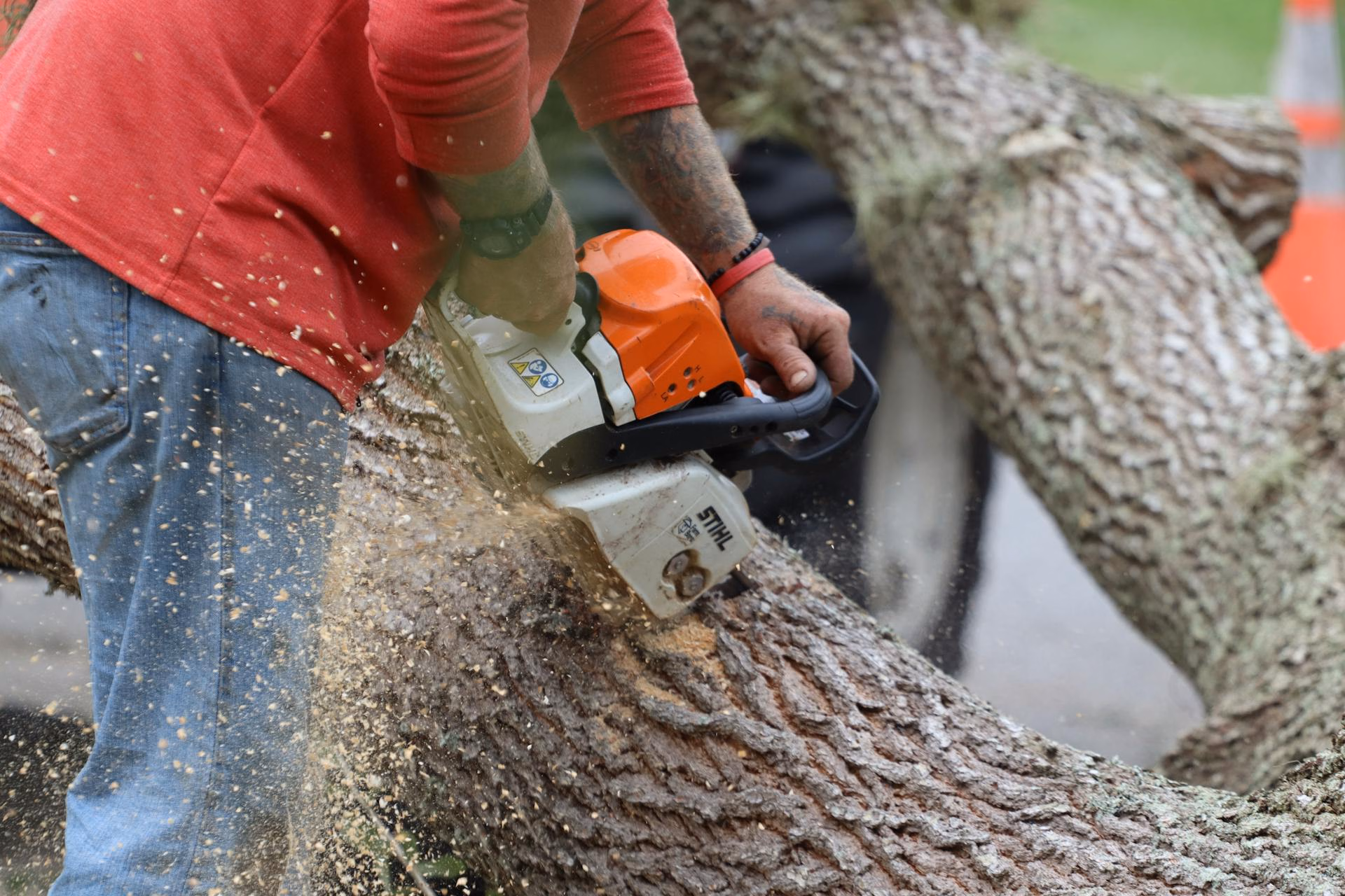 Person using an orange and white chainsaw to cut a large tree trunk with sawdust flying.