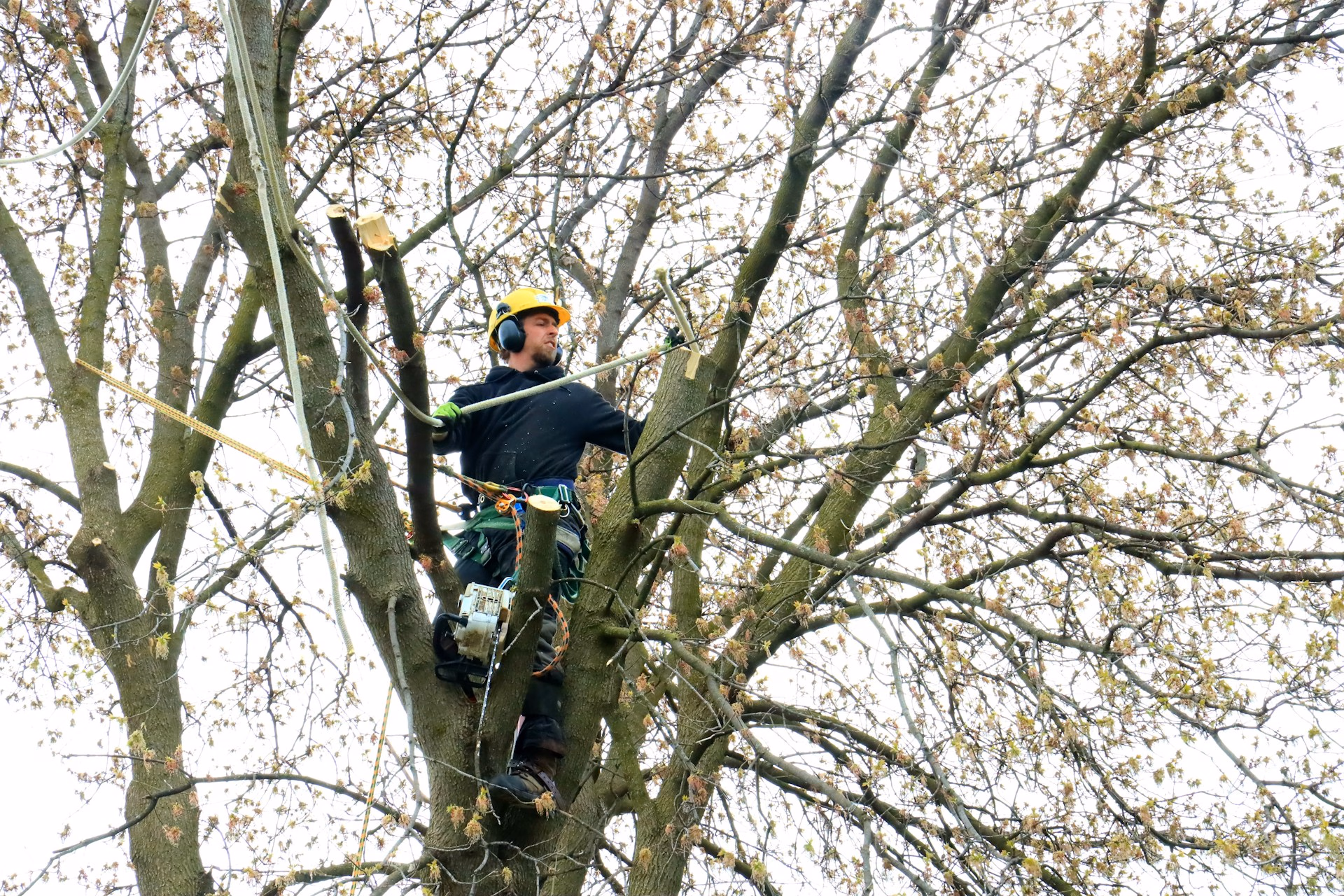 Worker in safety gear pruning branches high in a tree using ropes and a chainsaw attached to his belt.