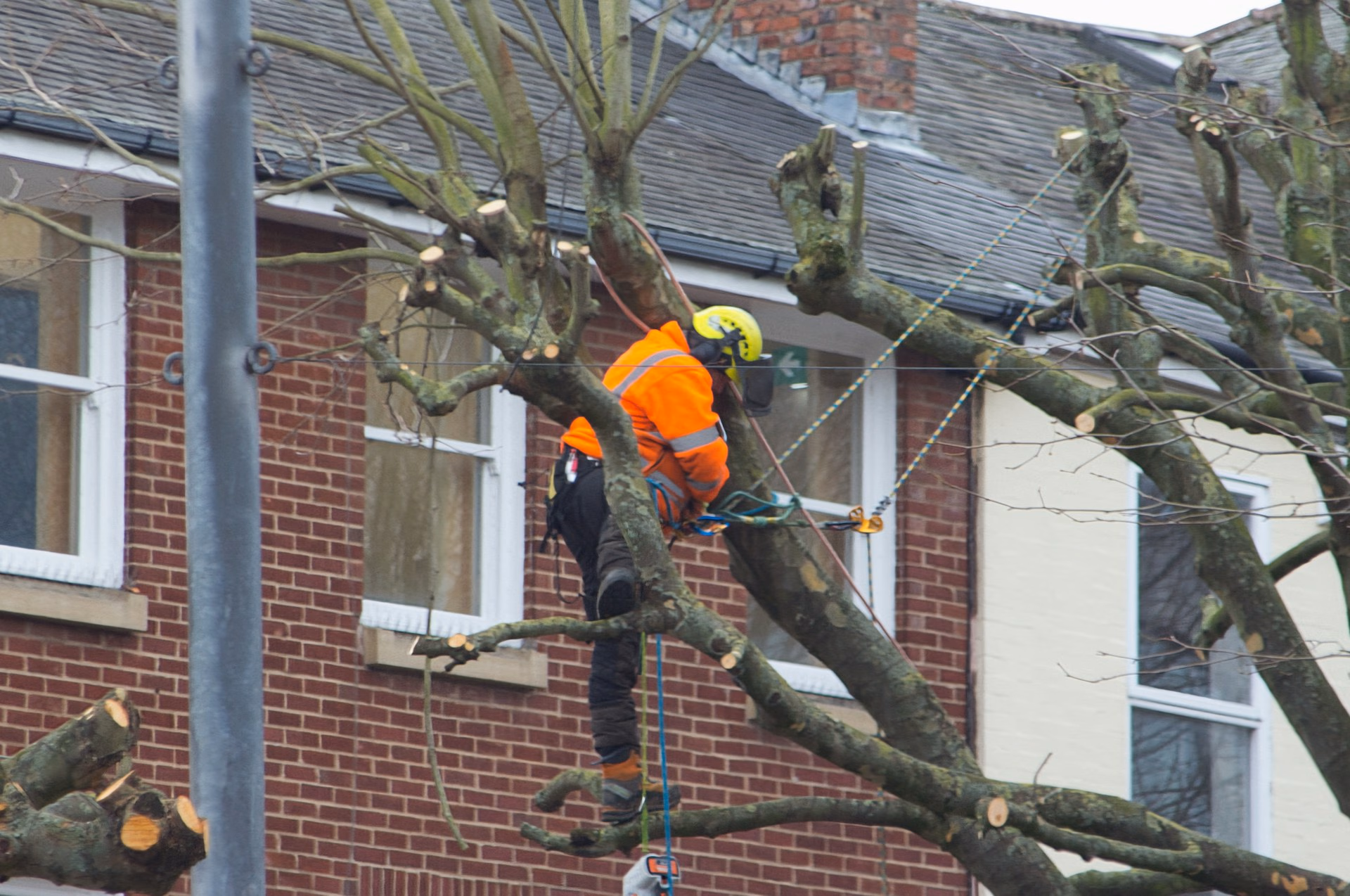 Worker in orange safety gear cutting tree branches near residential building with ropes secured.