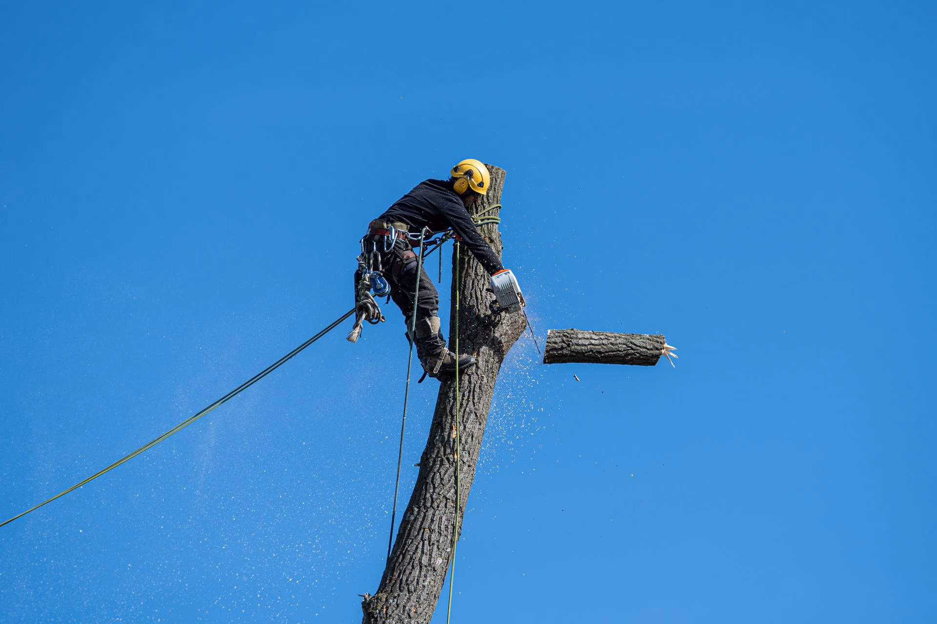 Arborist wearing helmet cutting a tree branch with a chainsaw while secured by ropes.