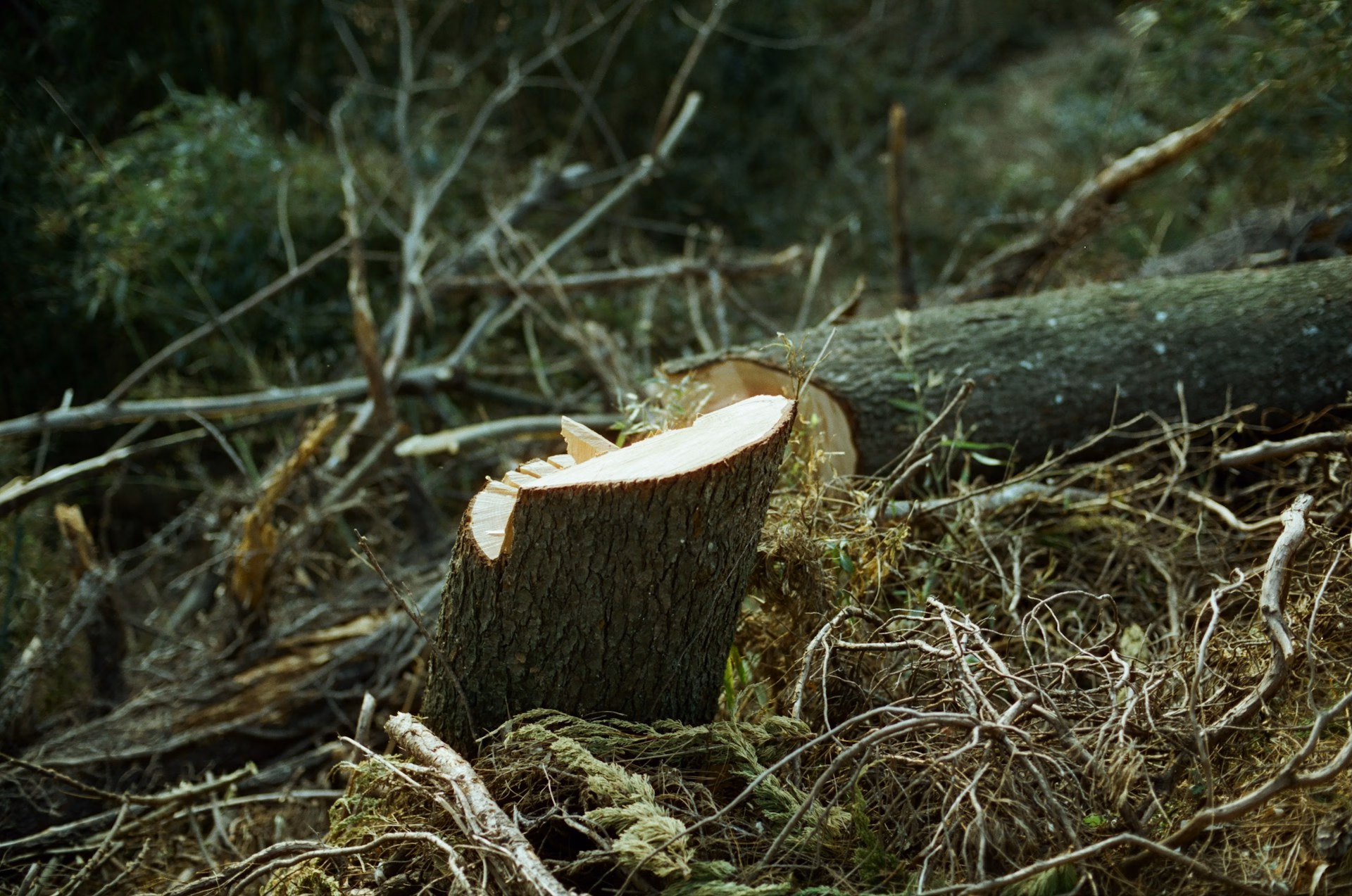Freshly cut tree stump with fallen tree trunk and scattered branches in a forest setting.