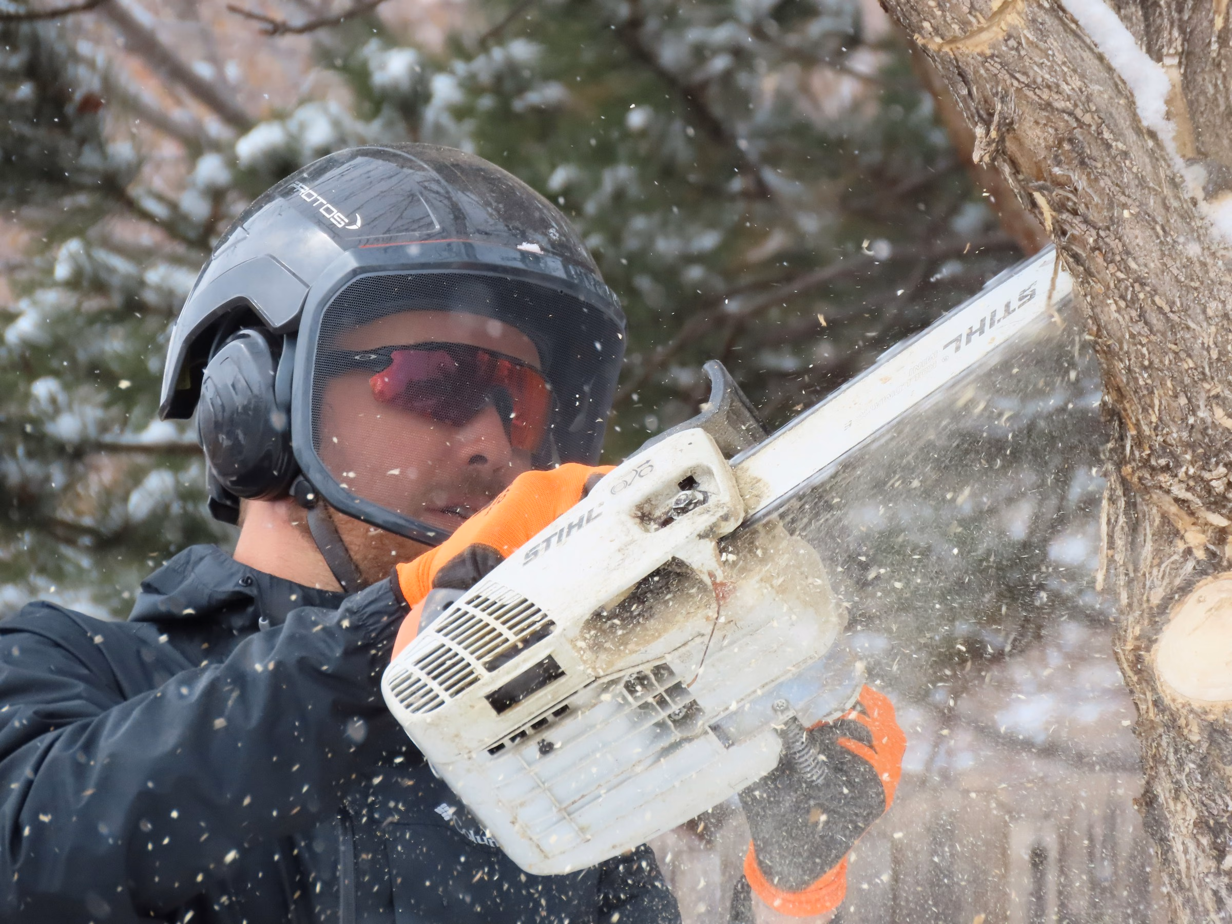 Person wearing helmet and orange gloves cutting a tree branch with a Stihl chainsaw outdoors.