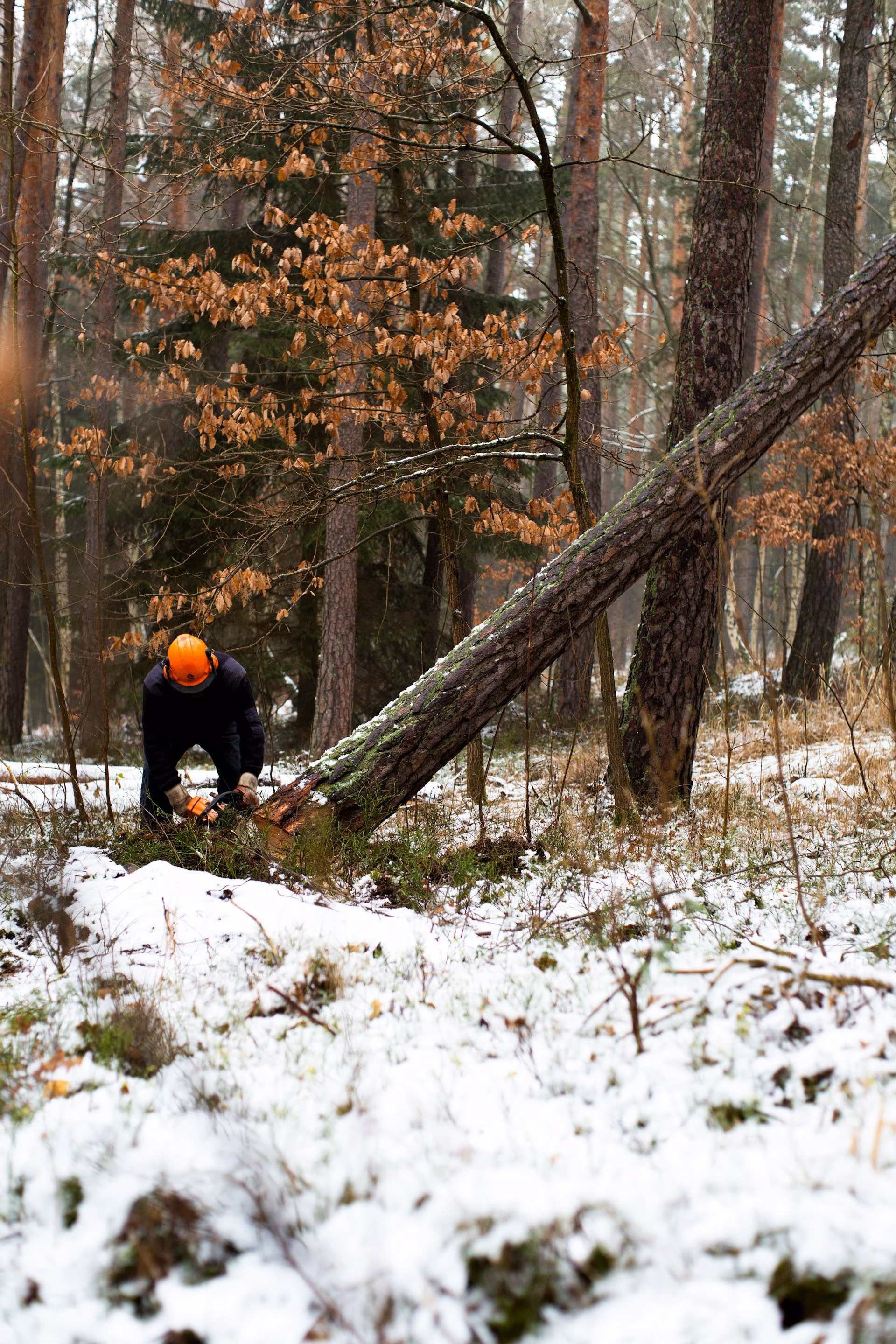 Person wearing orange helmet cutting a fallen tree in a snowy forest using a chainsaw.