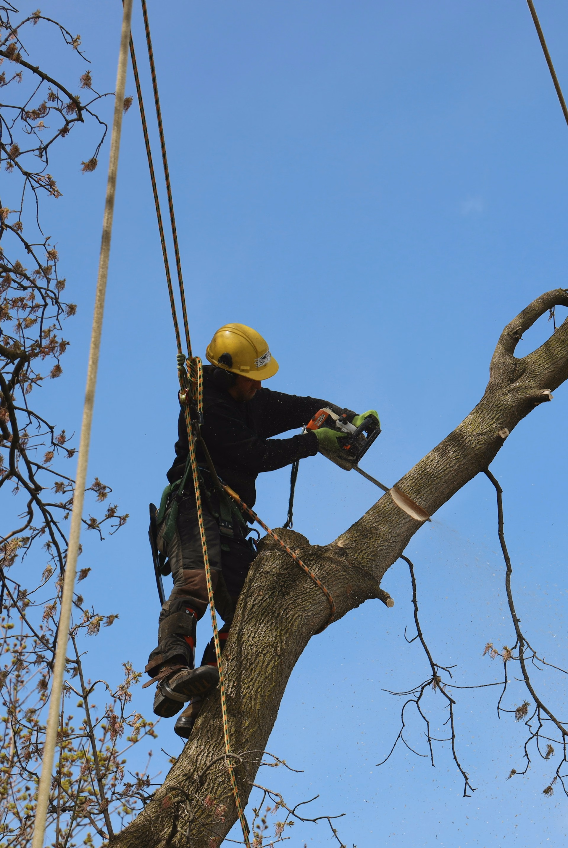 Tree worker wearing helmet cutting a large branch with chainsaw while secured by ropes.