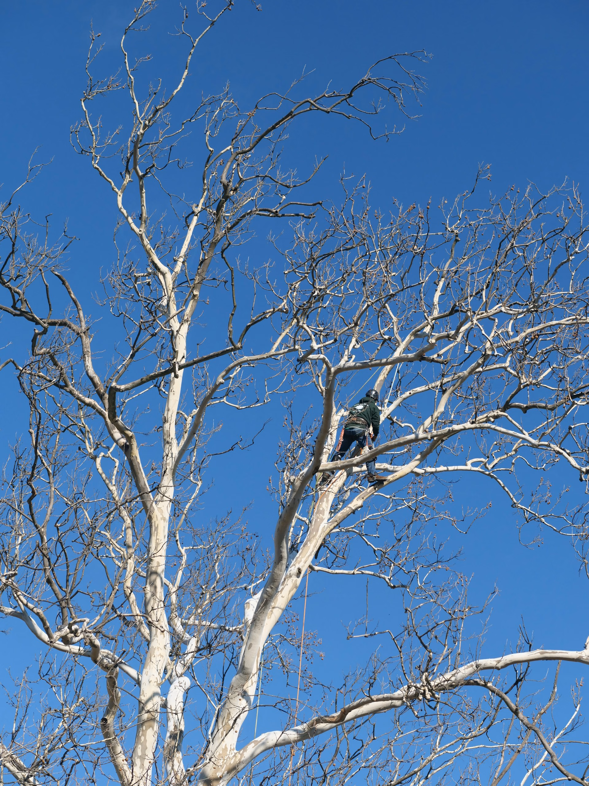 Person wearing helmet and safety gear climbing a large bare tree against a clear blue sky.