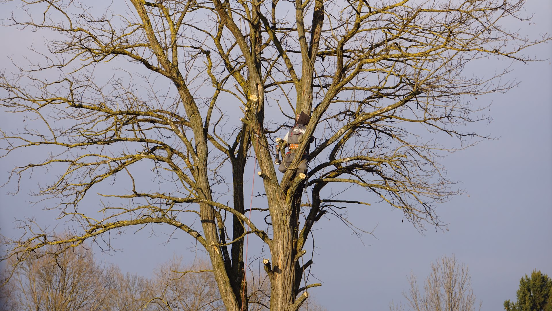 Worker in safety gear trimming branches on a tall, leafless tree on a clear day.