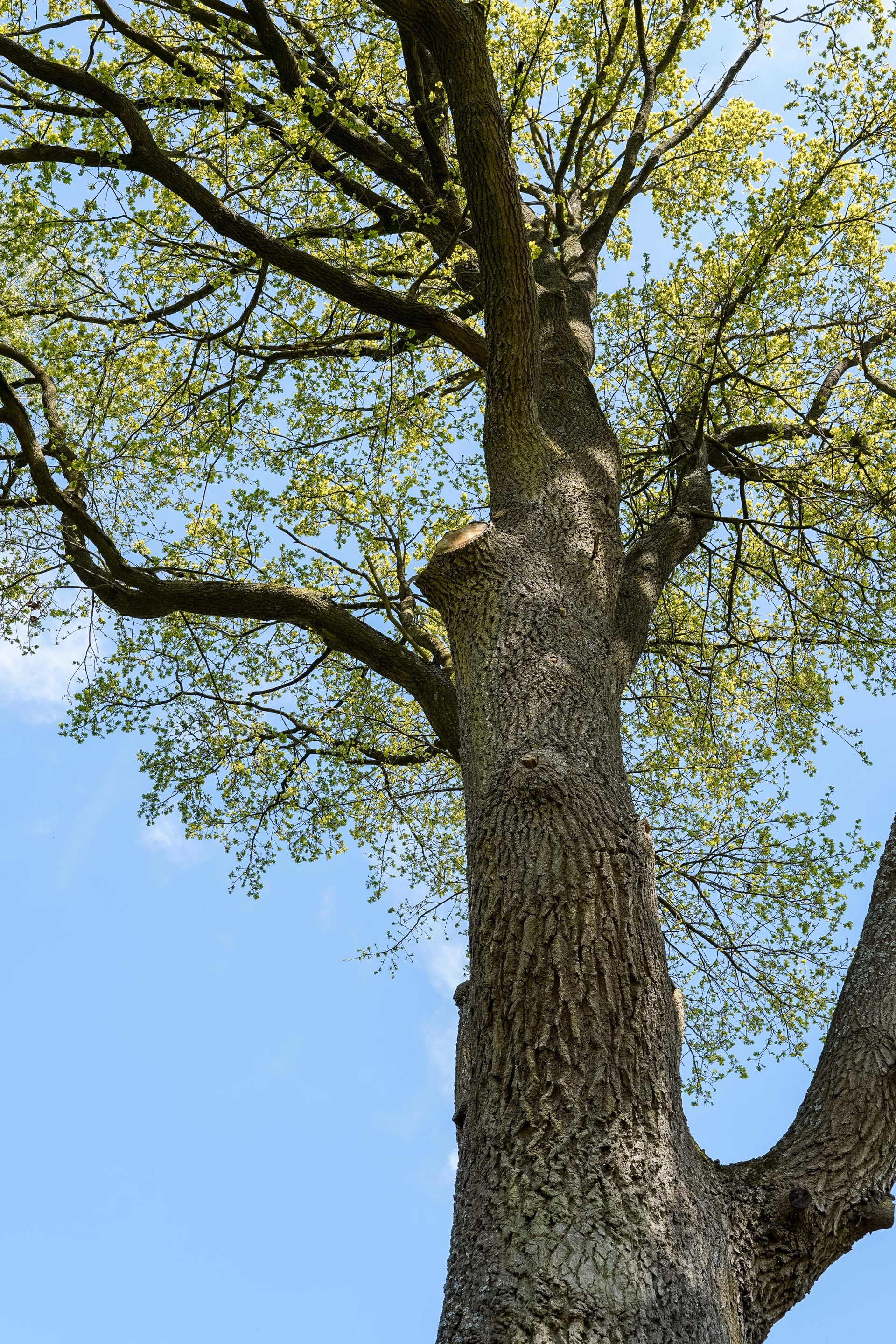 Large tree trunk with newly trimmed branches and green leaves against a clear blue sky.
